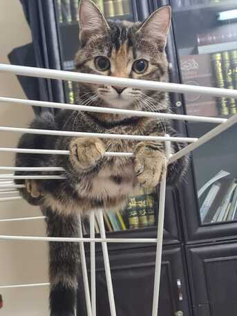 Madinah, Pet Supplies, 🐱 Cat Caregiver Needed &ndash; Temporary Home For 2 Months(Urgent)