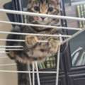 🐱 Cat Caregiver Needed &ndash; Temporary Home For 2 Months(Urgent)