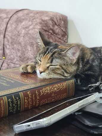 Madinah, Pet Supplies, 🐱 Cat Caregiver Needed &ndash; Temporary Home For 2 Months(Urgent)