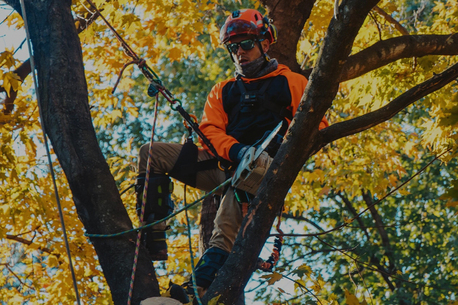 New York, Farm/Garden, Watts Tree Experts