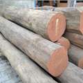 Burma Teak Suppliers