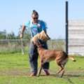 Dog Training Service In Pune