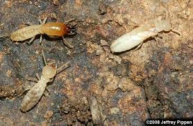 New York, Pest Control, South Carolina Native Eastern Subterranean Termites