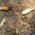 South Carolina Native Eastern Subterranean Termites