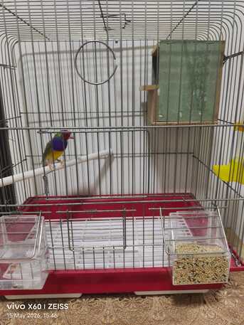 Dammam, Pet Supplies, SAR 125,  Gouldian Finch Male