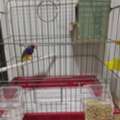 SAR 125,  Gouldian Finch Male