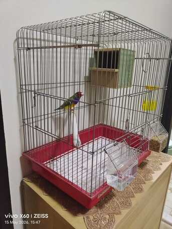 Dammam, Pet Supplies, SAR 125,  Gouldian Finch Male