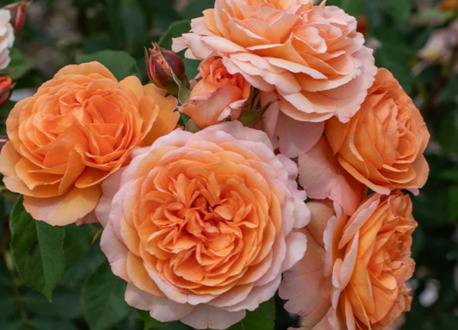 New York, Farm & Garden, USD 55,  Louise Clements Rose