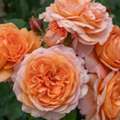 USD 55,  Louise Clements Rose