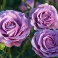 USD 55,  Violet's Pride Rose