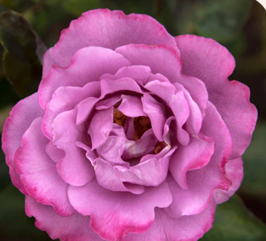 New York, Farm & Garden, USD 60,  Angel Face Rose