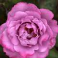 USD 60,  Angel Face Rose