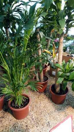 Al Maathar, Farm & Garden, SAR 35,  Flowers,Indoor&Outdoor Plants Are Available In Riyadh With Delivery-0551298565