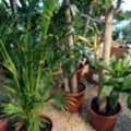 SAR 35,  Flowers,Indoor&Outdoor Plants Are Available In Riyadh With Delivery-0551298565