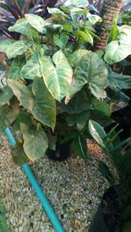 Al Maathar, Farm & Garden, SAR 35,  Flowers,Indoor&Outdoor Plants Are Available In Riyadh With Delivery-0551298565