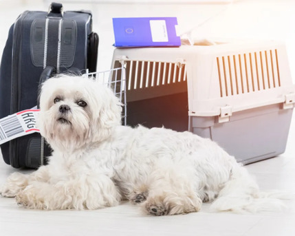 New York, Business, International Pet Shipping Services By DOG GONE TAXI Safe Travel.