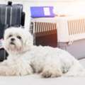 International Pet Shipping Services By DOG GONE TAXI Safe Travel.