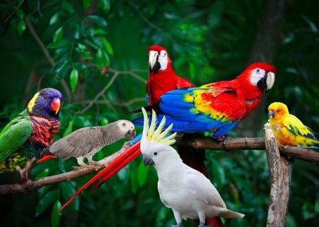 New York, Business, Trusted Bird Transport Company | AIRBORNE ANIMALS Care