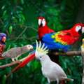 Trusted Bird Transport Company | AIRBORNE ANIMALS Care