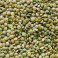 INR 114,  Best Pulses Suppliers In India &ndash; Chokadi Brokers