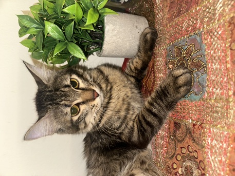 Jeddah, Free Items, Cat For Adoption