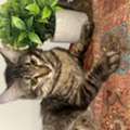 Cat For Adoption