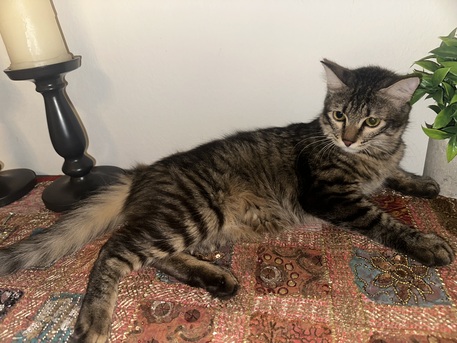 Jeddah, Free Items, Cat For Adoption