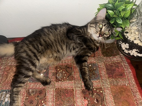 Jeddah, Free Items, Cat For Adoption