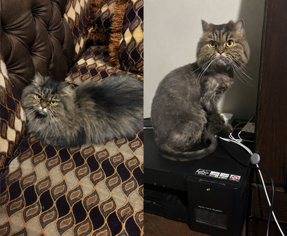 Riyadh, Pet Supplies, Norweigan Breed Cat For Free