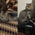 Norweigan Breed Cat For Free