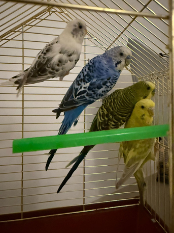 Jeddah, Pet Supplies, SAR 150,  Two Perfect Health Budgies Couple