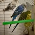 SAR 150,  Two Perfect Health Budgies Couple