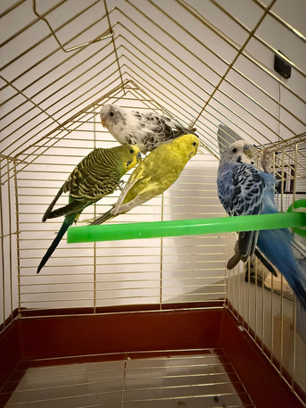 Jeddah, Pet Supplies, SAR 150,  Two Perfect Health Budgies Couple
