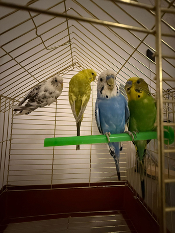 Jeddah, Pet Supplies, SAR 150,  Two Perfect Health Budgies Couple