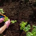 Landscaping Boca Raton