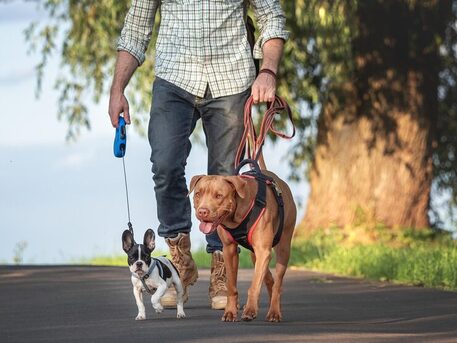 Pune, Pet Sitting, Dog Walkers In Pune