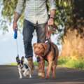 Dog Walkers In Pune