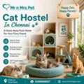 Cat Hostel In Chennai