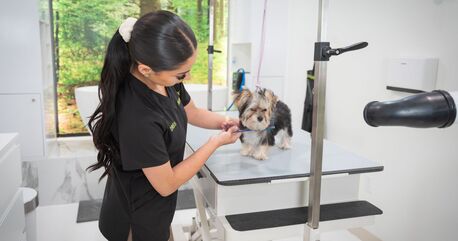 New York, Pet Supplies, USD 55,  Top Rated Dog Grooming Packages In North Hollywood USA For Stress-Free Pet Care