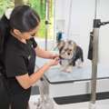 USD 55,  Top Rated Dog Grooming Packages In North Hollywood USA For Stress-Free Pet Care