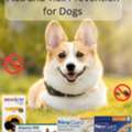 Best Flea And Tick Prevention For Dogs | Chews, Topicals & More