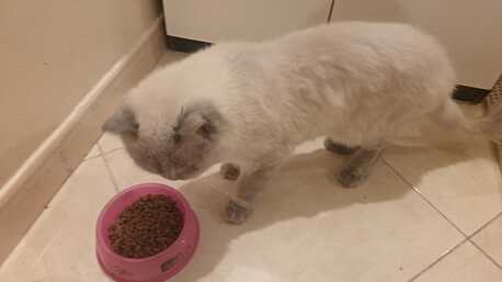 Jeddah, Pet Supplies, For Adoption 2 Year Old Persian Cat