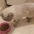 For Adoption 2 Year Old Persian Cat