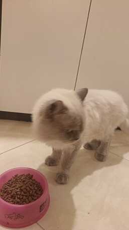 Jeddah, Pet Supplies, For Adoption 2 Year Old Persian Cat