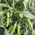 I Am An Agricultural Consultant Looking For Job Anywhere In Saudi Arbia Suitable For Pest