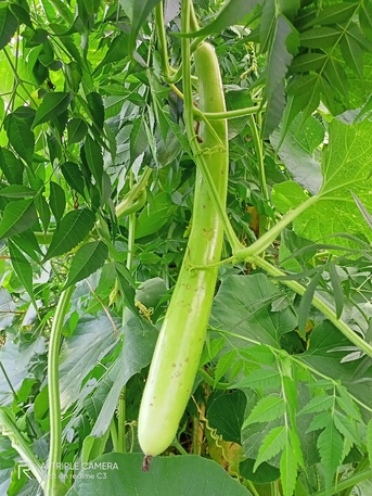 Riyadh, Job Seekers, I Am An Agricultural Consultant Looking For Job Anywhere In Saudi Arbia Suitable For Pest