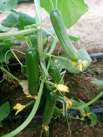 Riyadh, Job Seekers, I Am An Agricultural Consultant Looking For Job Anywhere In Saudi Arbia Suitable For Pest