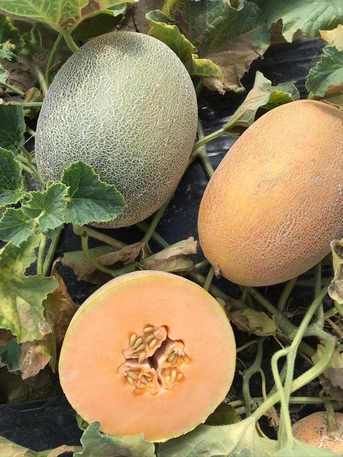 Riyadh, Job Seekers, I Am An Agricultural Consultant Looking For Job Anywhere In Saudi Arbia Suitable For Pest
