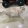 SAR 1,  Cat For Adoptation