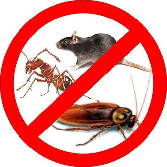 Akrabia, Pest Control, ✅✅✅ WEEKEND PEST CONTROL SERVICE KHOBAR | BED BUG & COCKROACH ✅ CALL 0570076842 ✅✅